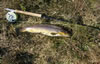 Druidibeg brown trout