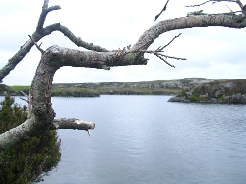 A branch in Craigstrome!