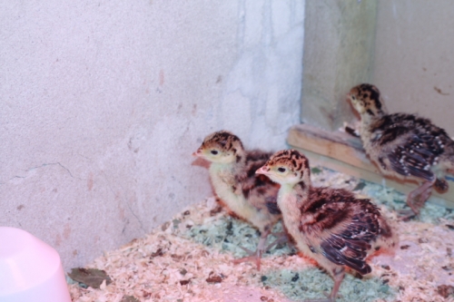 Bronze turkey chicks hatched in October 2006