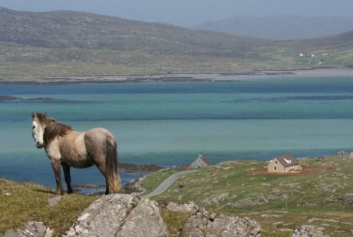 Aird na Haun - looking across to South Uist. Eriskay is known for its distinctive breed of hardy ponies. They are thought to be descended from the ponies brought to these islands in Viking times. Pic from www.extramilescotland.co.uk 