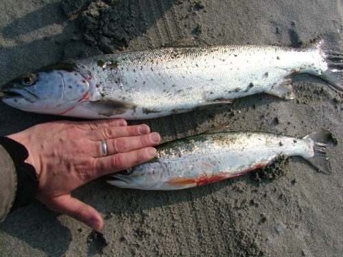 Two fantastic sea trout taken in Balivanich