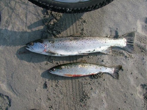 Two fantastic sea trout taken in Balivanich
