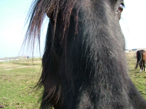Why the long face...? Balivanich horsey