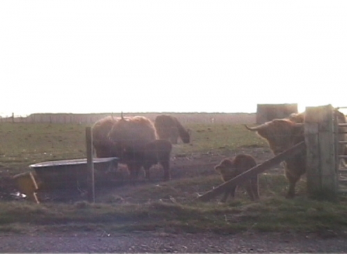 Highland cattle at Aird, Benbecula