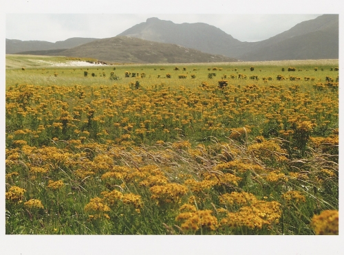 spring believe it to be view over bornish machair