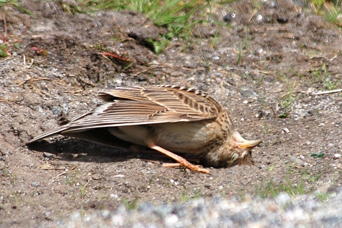 Skylark by the roadside having a dust bath.