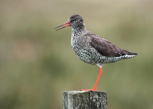 Redshank alarming as I drove by his roadside perch