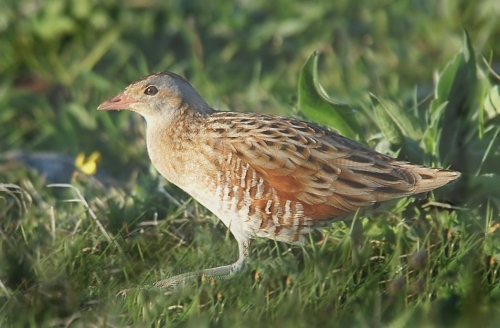 Corncrake at South Uist