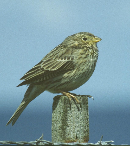 Corn Bunting at Howmore