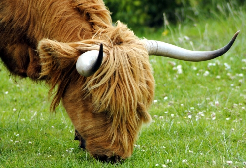 I have no idea who this cow belongs to but is was in really good nick! :)