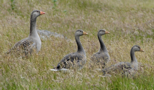 I think that these geese are Greylags.
