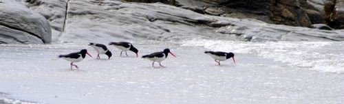 Oyster Catchers feeding on the beach at Ards.