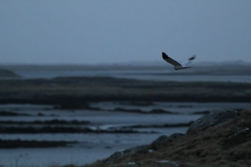 A hen harrier in flight, Gramsdale