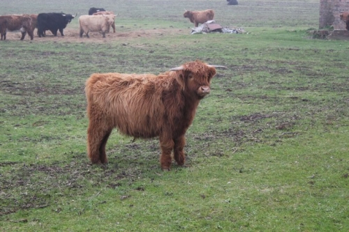 Muir of Aird highland cow.
