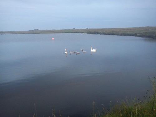 A family of swans. Taken at 03.50am walking home after a late/early Ceolas house ceilidh. A beautiful walk home.