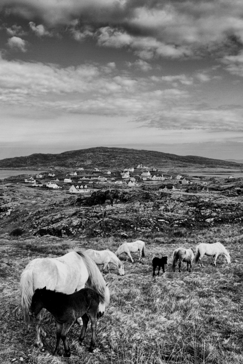 I took this photo in Eriskay in April 2011. I was trying to take photographs from the position my Grandad had taken photos from a good 40 years before . A few aspects of the landscape has changed but the essence hasnt.Dougie Harley 