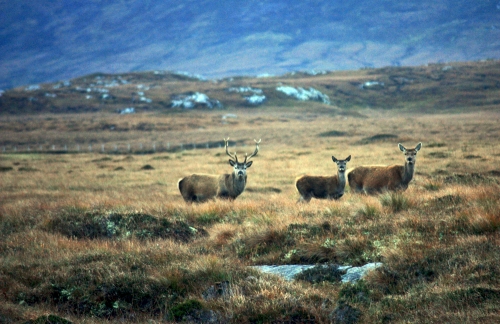 Red Deer taken just outside Lochmaddy 2011