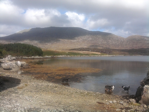 trees,dogs and loch at South Uist