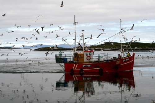 Seabirds desperately looking for food on a returning boat on a flat day in Lochcarnan. The hills of Skye are visible in the background