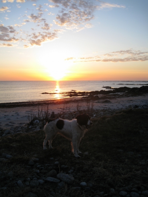 This photo was taken april 2010 my 7 year old grandson Aaron calls it THE POLLOCHAR DOG as he/she is so friendly. The dog must live near the inn as he is always on the nearby beach.The evening i took this picture he said its getting dark gran just put it in the car. 