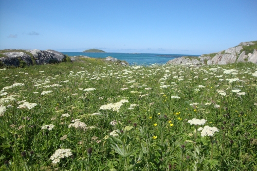 Eriskay is pretty much my favorite place - I wish I could visit it more often and in all times of year.This picture, taken this past July, is currently the desktop background on our computer.