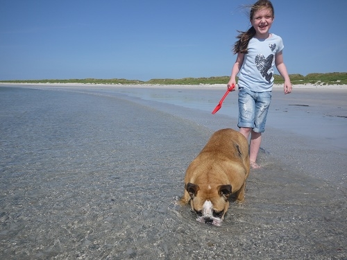 Bulldogs love drinking sea water or maybe itss just our Ruby. Evie thinks its funny anyway. Taken this August on beach at Balemore. Please note the attire & the fact I was in the water taking the photo.......