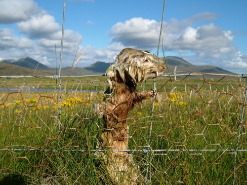 Ex-ferret!A panorama of the hills of South Uist, taken near the bridge over the Howmore River in summer 2007. Expired ferret that had got stuck in the fence in foreground!