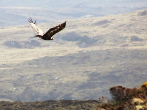 Golden Eagle above Ruebhal