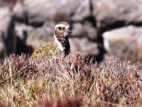 Golden plover near Loch Spotal