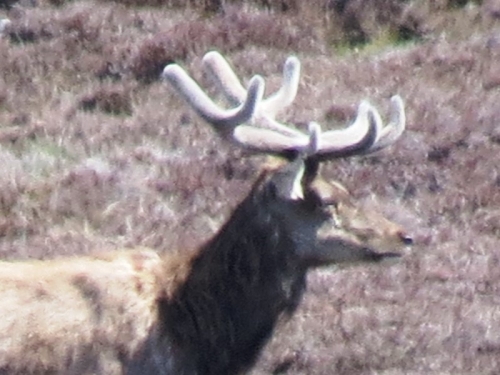 Red deer in velvet near Grogarry