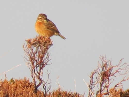 Female stonechat beside the track at market Stance