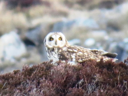 Short eared owl, hunting from a heather knoll, near Druidibeag