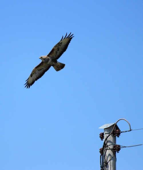 Raptor spotted on Benbecula, July 2013