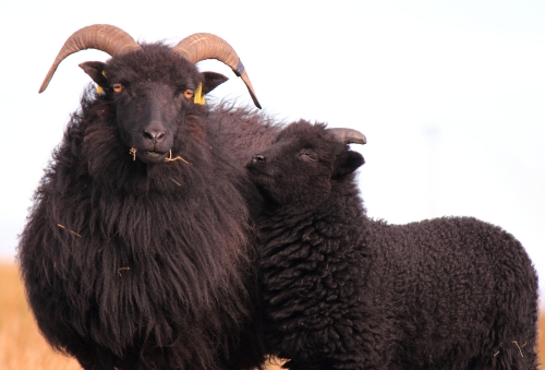 Hebridean lambs at Lionacleit
