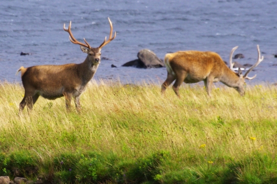 We were driving down the main road past Loch Druidibeag and these two big boys were having a nosh by the side of the road.