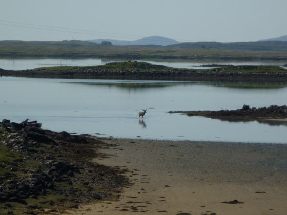  deer on the beach at Cairinis.