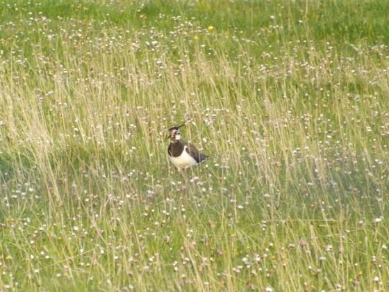 Lapwing on North Uist machair 