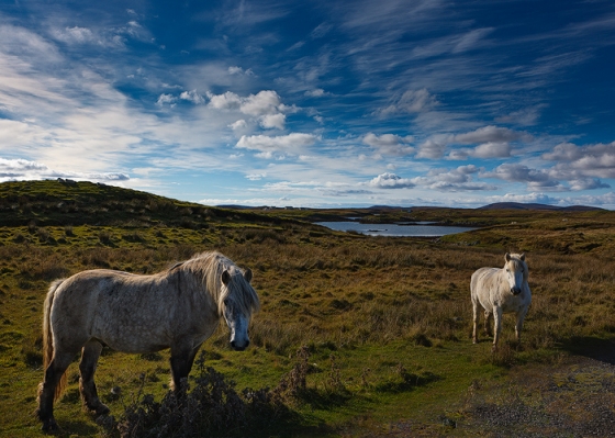 Friendly Ponies come to pose for the camera on the old road leading to Spoonish House near Loch Maddy`s Hut of Shadows