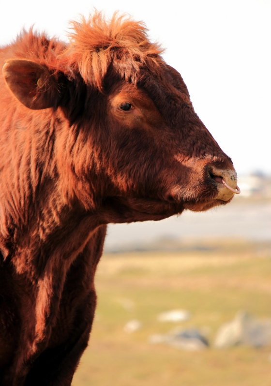 Bull on the croft, near Paible