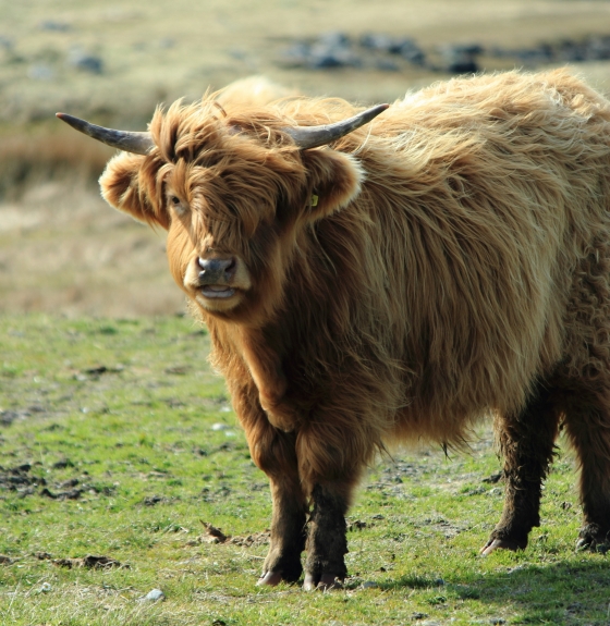 Highland cow at Paible, North Uist