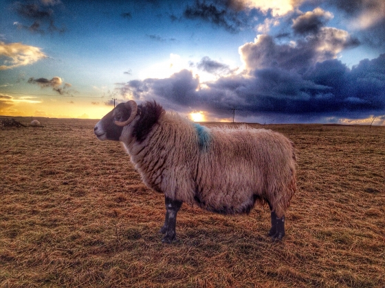 The Machair of Daliburgh with Misty leader of the flock