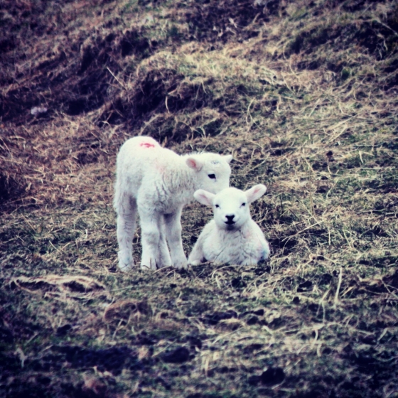 Its a crofting life! The joy of the lambing season