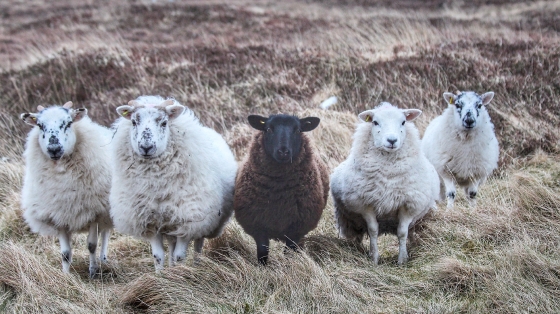 On the road to Loch Eynort Dare to be different!!