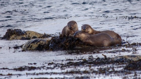 Wildlife... A family of otters