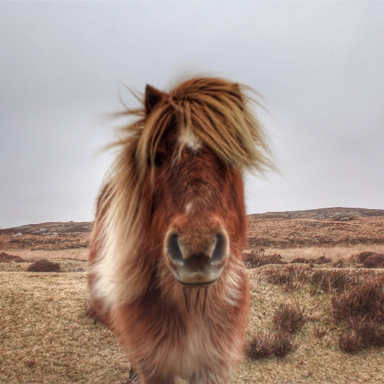 The wee Rod Stewart of Loch Skipport