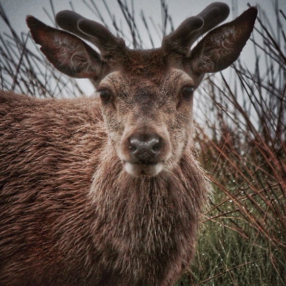 Oh Deer! Stoneybridge water station, june 2016 DaliMach by Jef Martin 