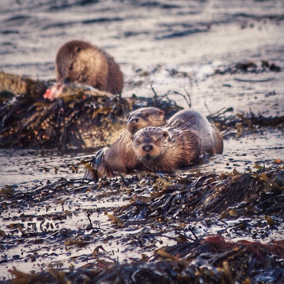 A relaxing time for this family of otters Photo of DaliMach by Jef Martin